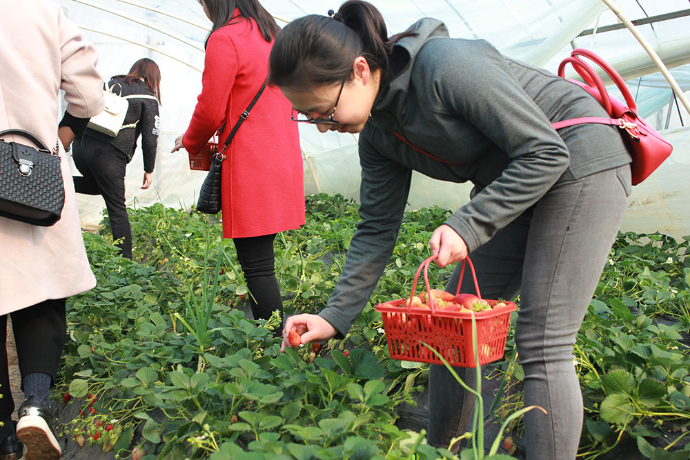 億誠建設三八婦女節摘草莓